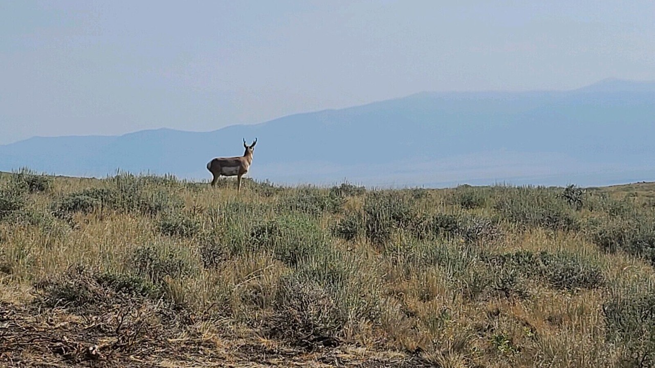 Photo of Others in Shining Mountains