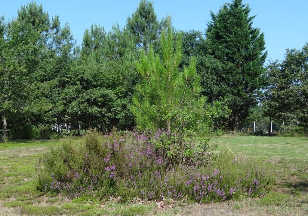 Photo of Outdoor in Commensacq