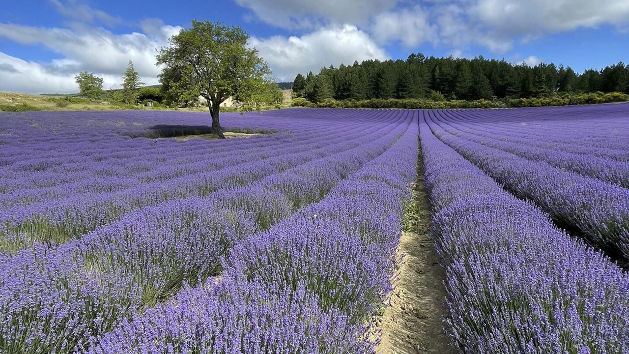 Photo of Outdoor in Mollans-sur-Ouveze