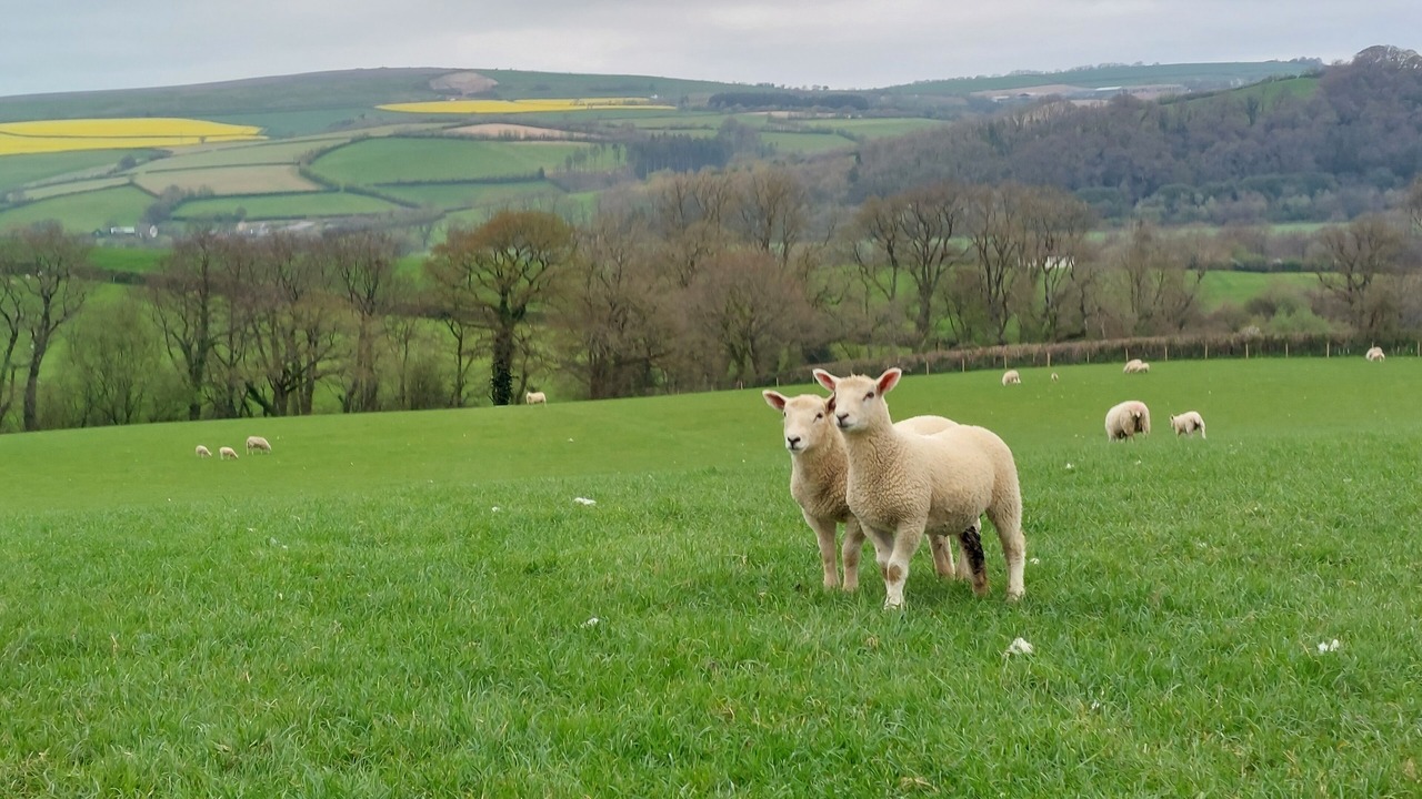 Photo of Others in Barnstaple