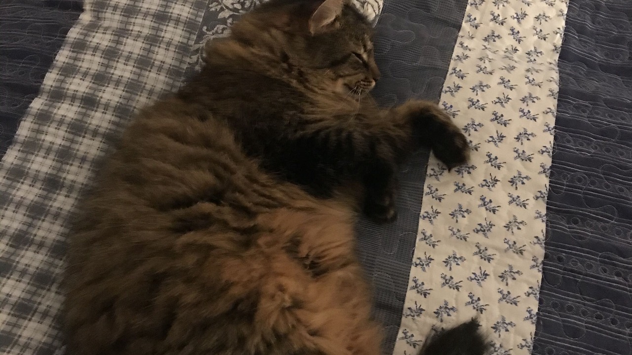 Photo of Others in Saint-Germain-sur-l'Arbresle