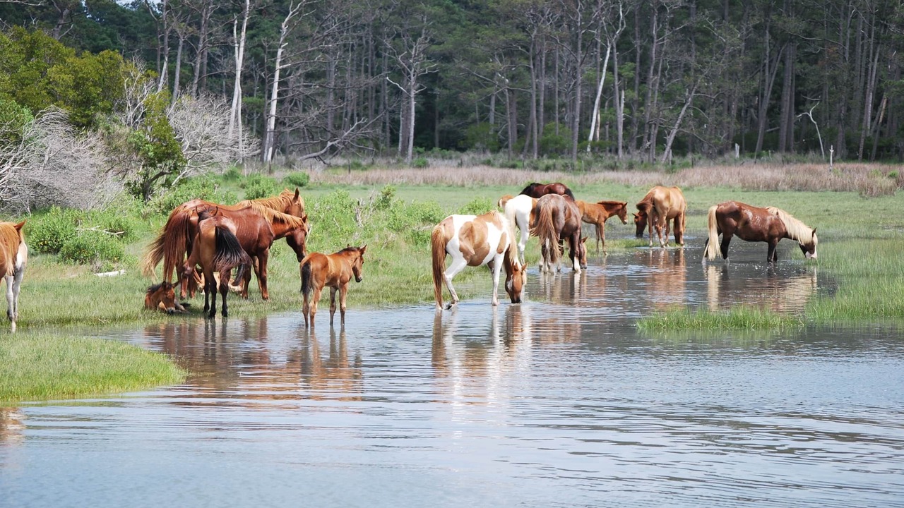 Photo of Others in Chincoteague
