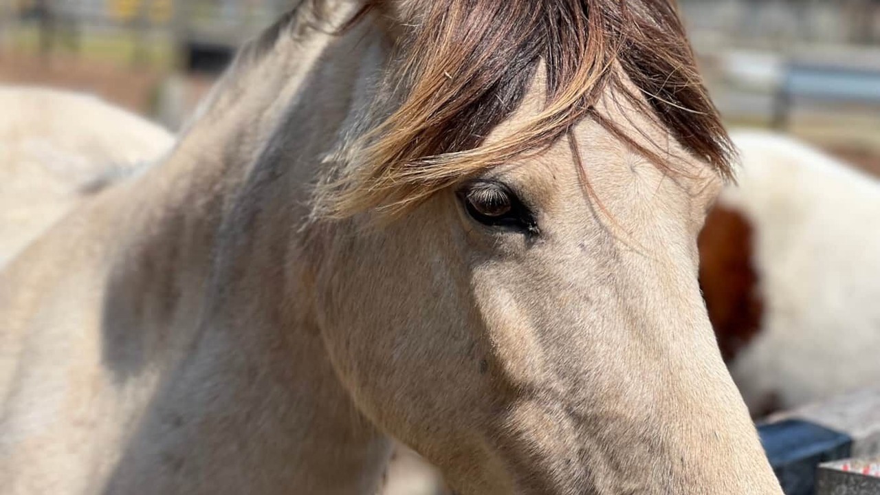 Photo of Others in Chincoteague