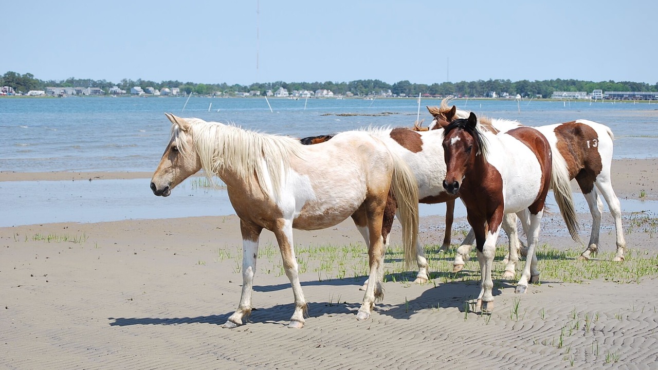 Photo of Others in Chincoteague