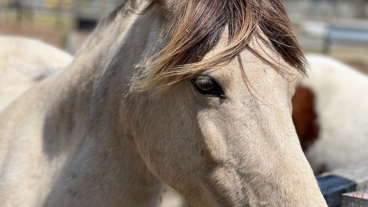 Photo of Others in Chincoteague