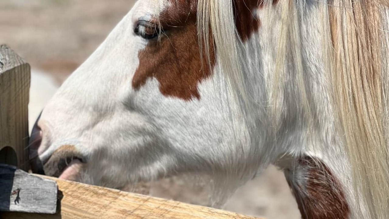 Photo of Others in Chincoteague
