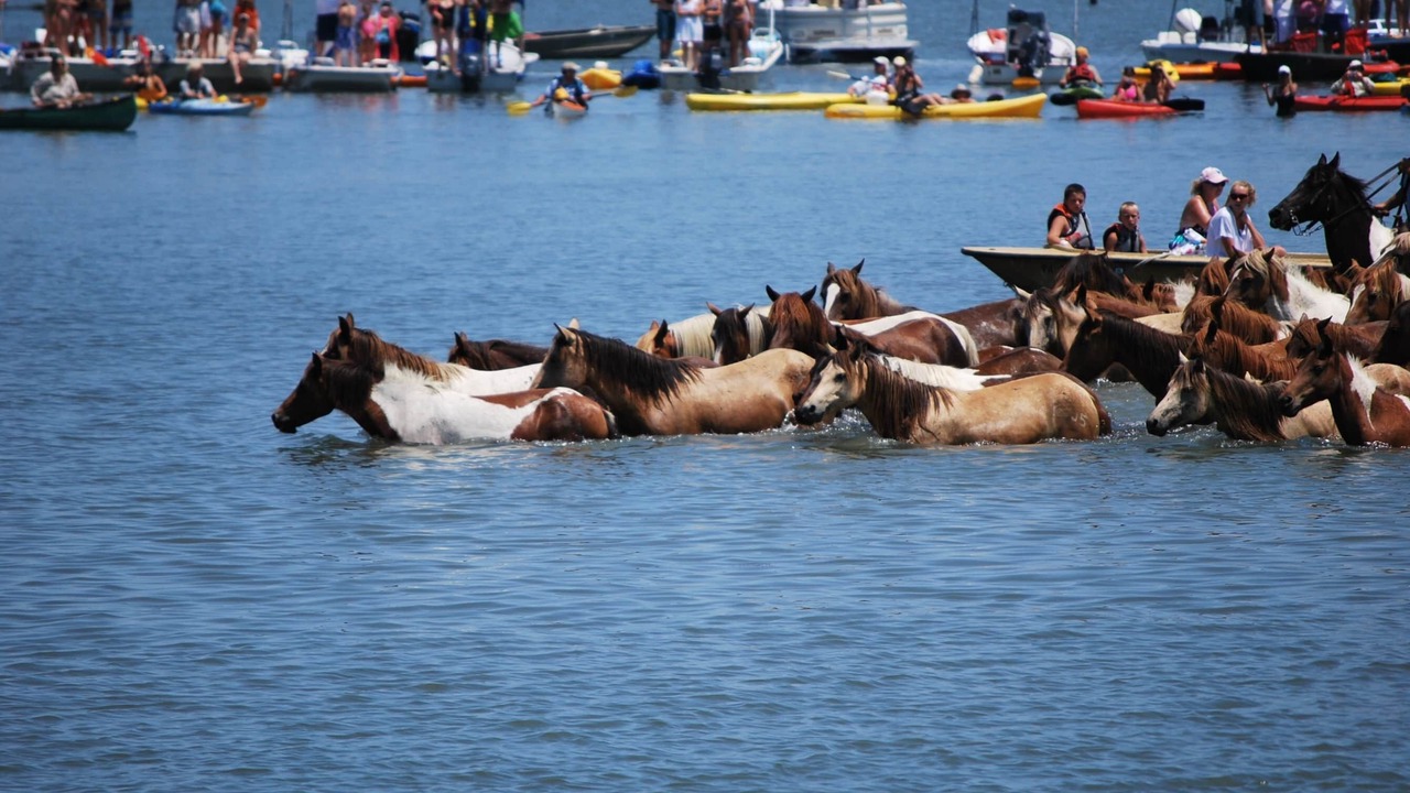 Photo of Others in Chincoteague