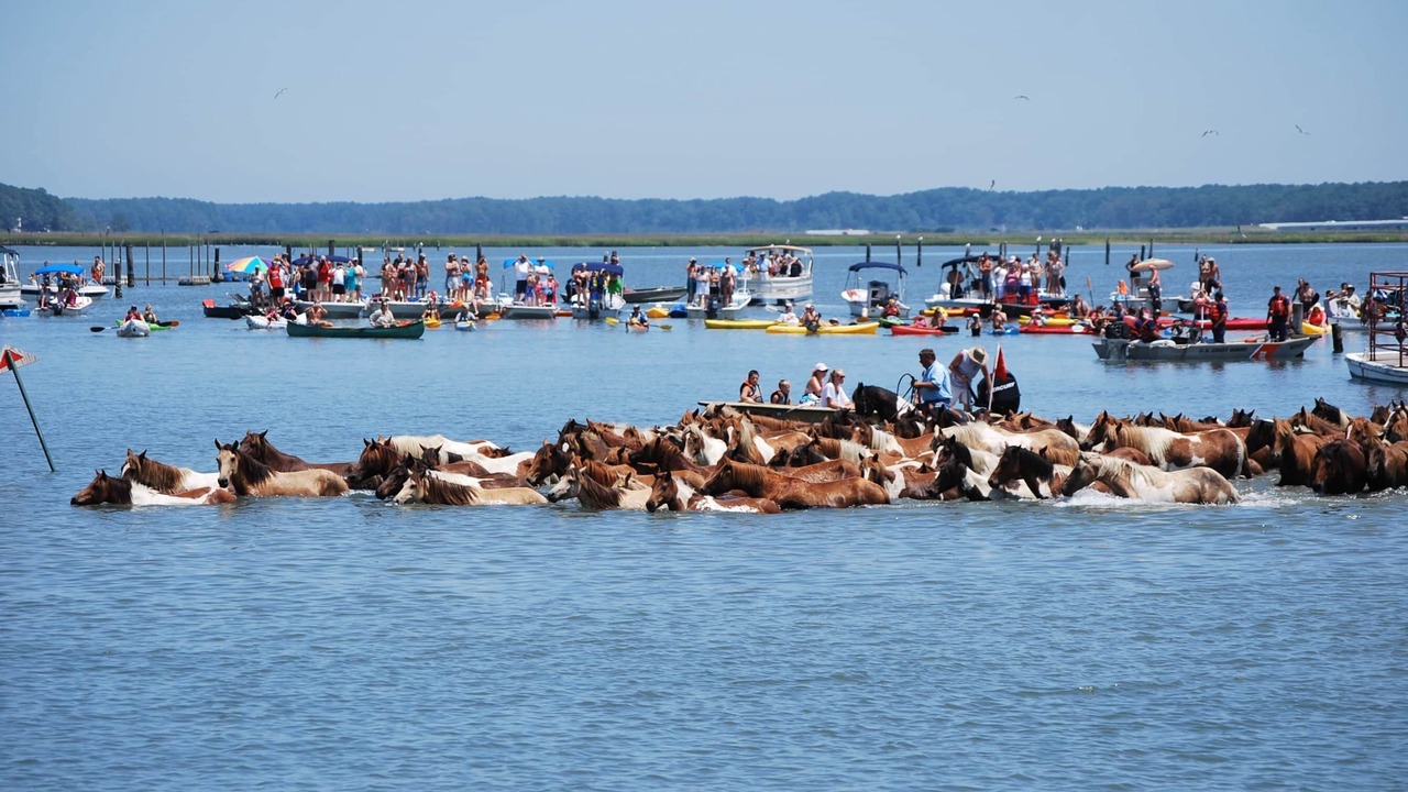 Photo of Others in Chincoteague