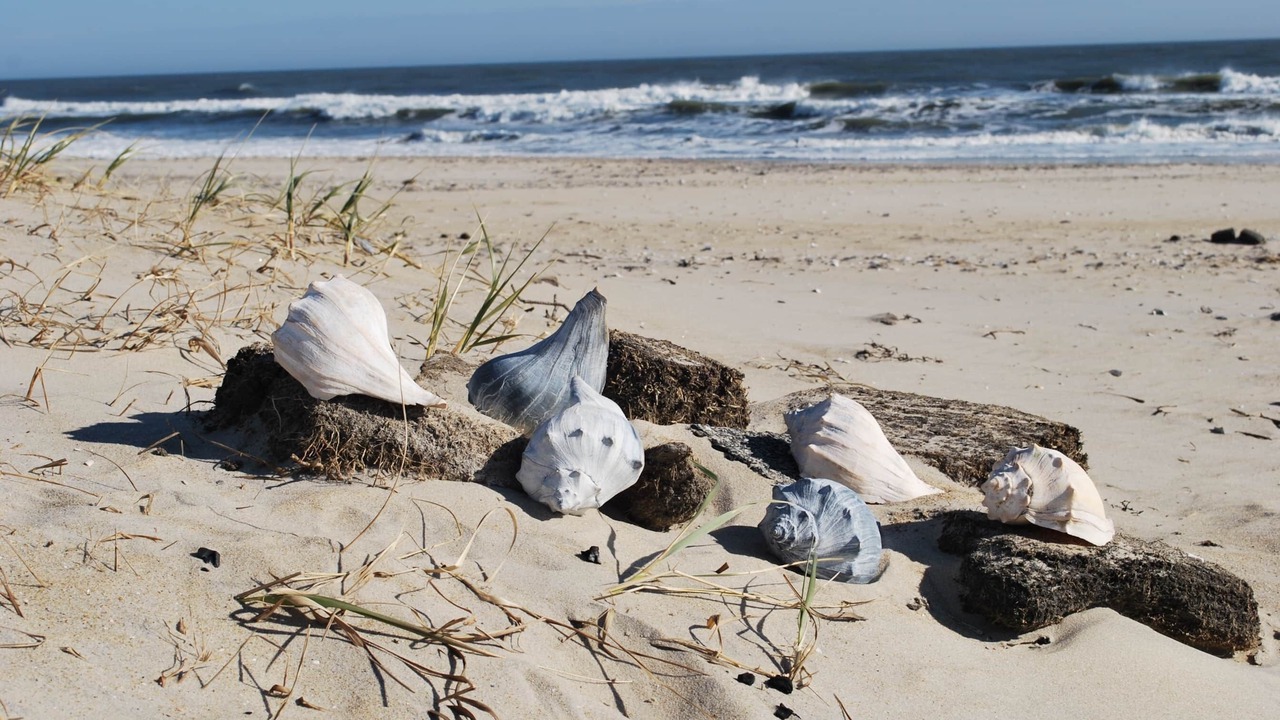 Photo of Others in Chincoteague