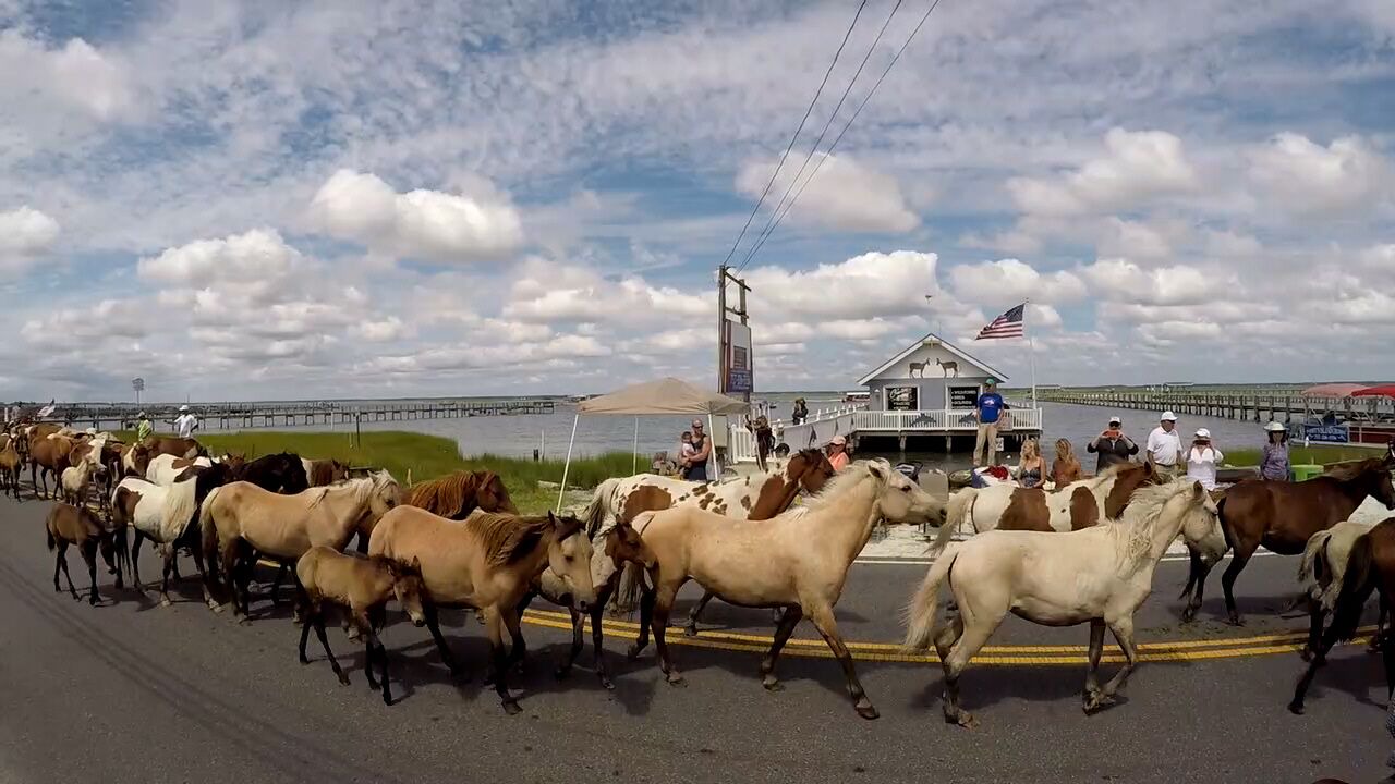Photo of Others in Chincoteague