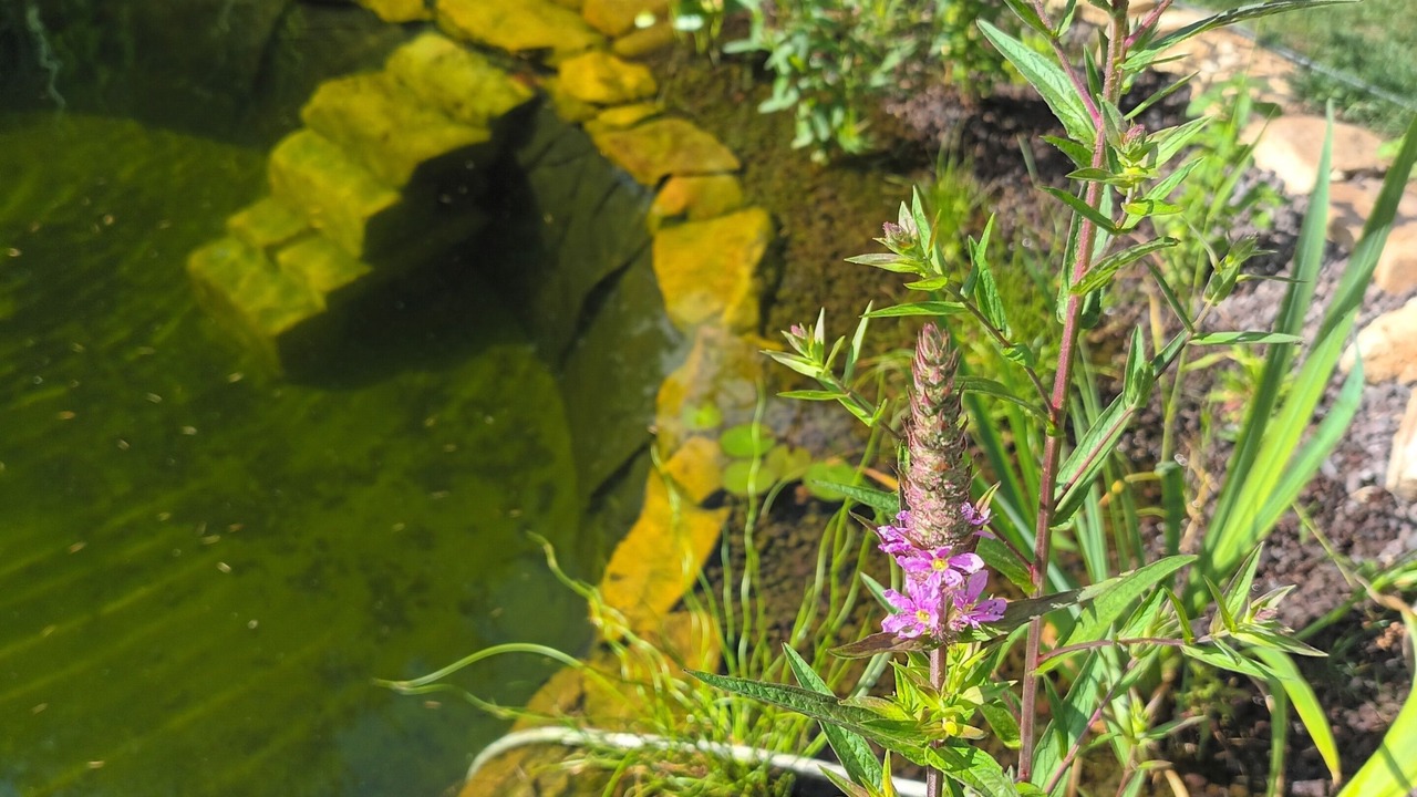Photo of Outdoor in Blaison-Saint-Sulpice