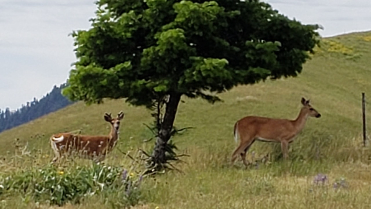 Photo of Outdoor in Riggins