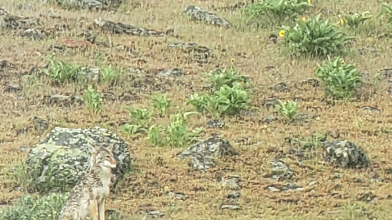 Photo of Outdoor in Riggins