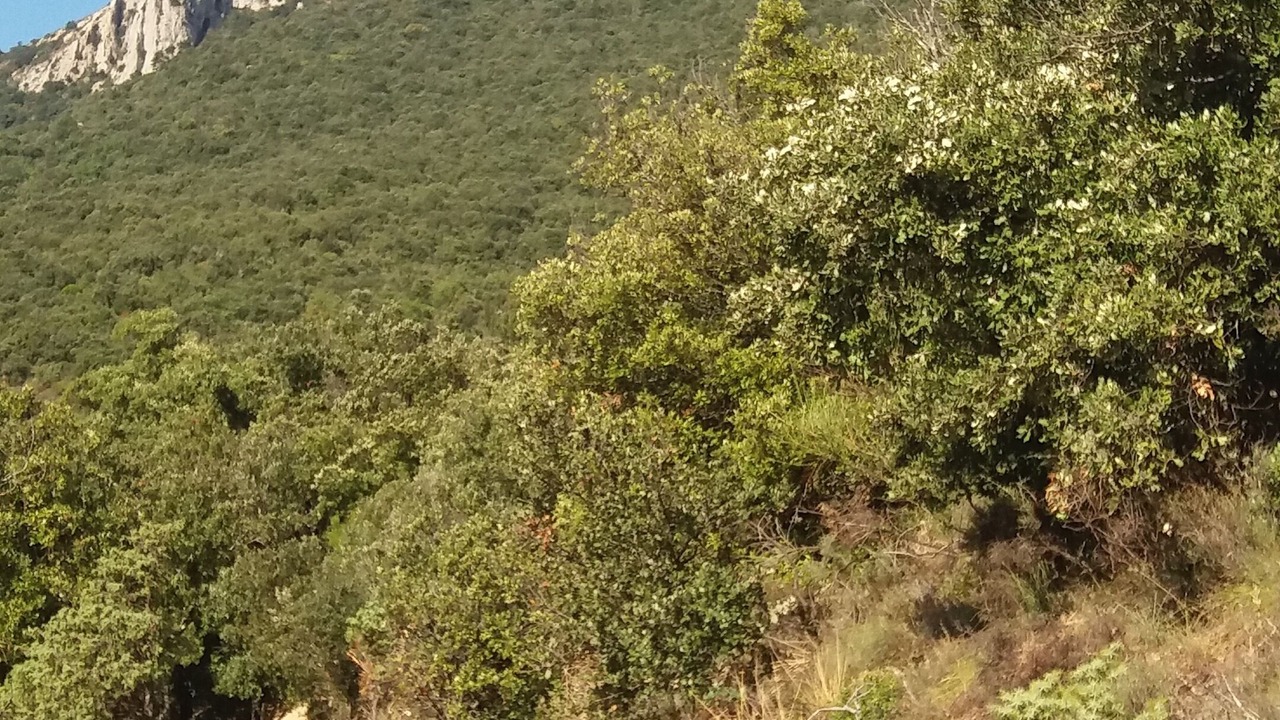 Photo of Outdoor in Duilhac-sous-Peyrepertuse