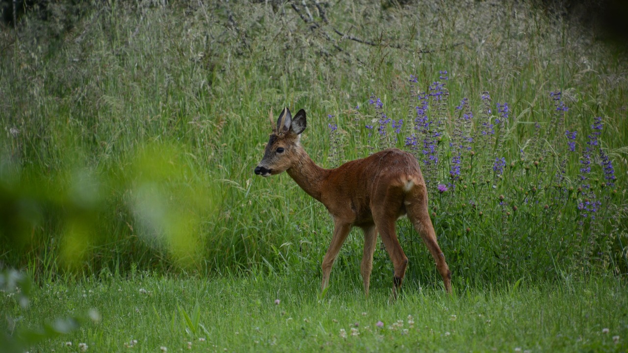 Photo of Outdoor in Marssac-sur-Tarn