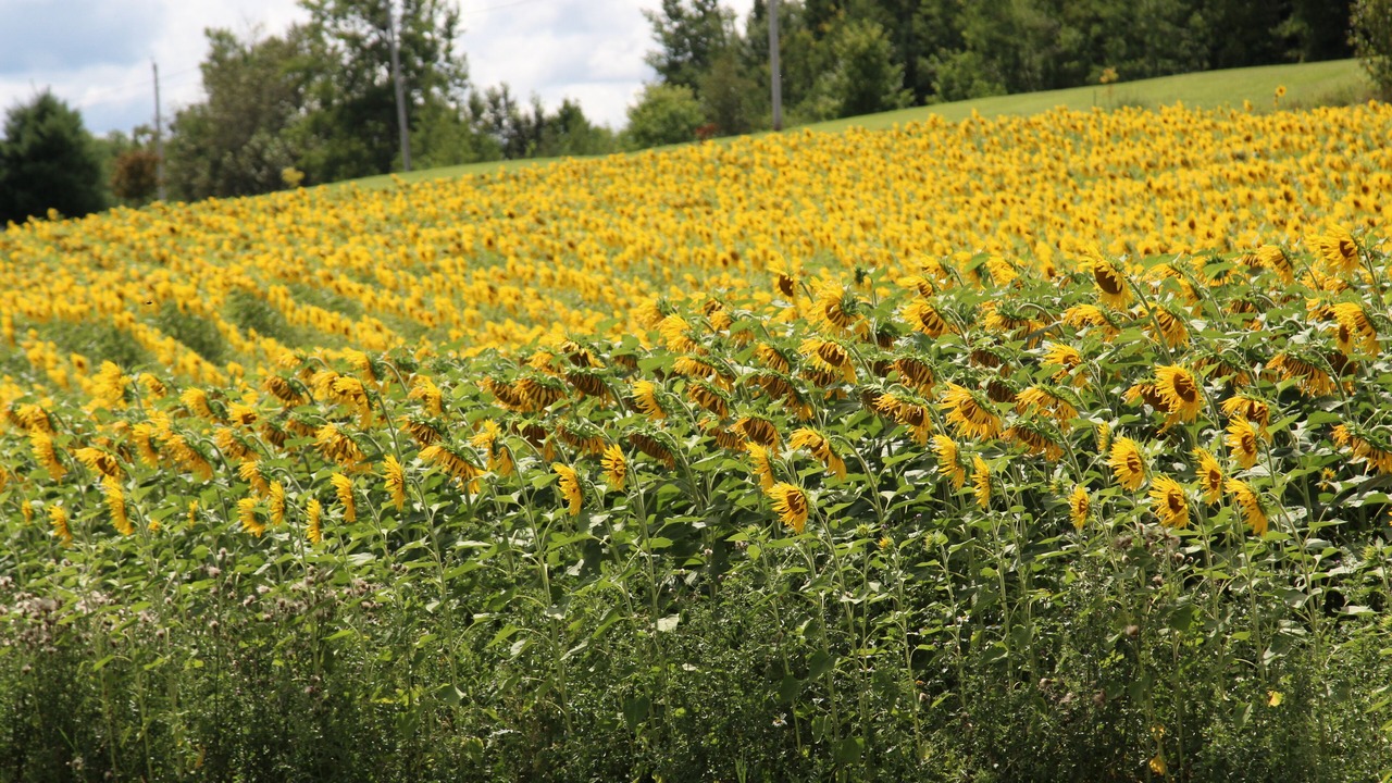 Photo of Outdoor in Aroostook