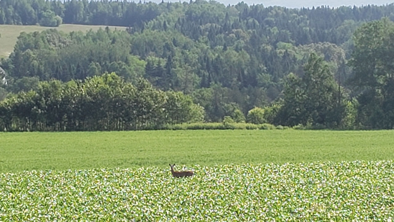 Photo of Others in Aroostook