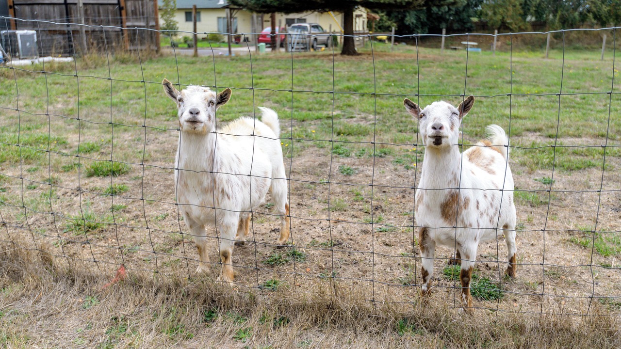 Photo of Others in Junction City