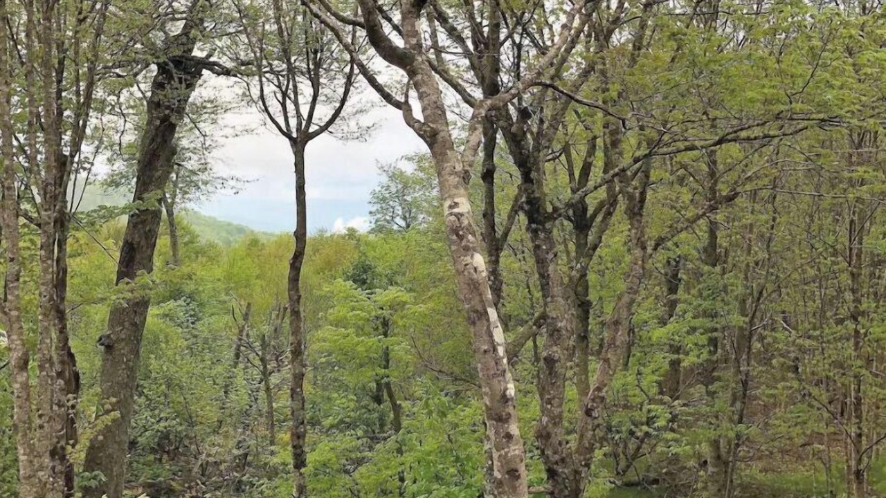 Photo of Others in Beech Mountain