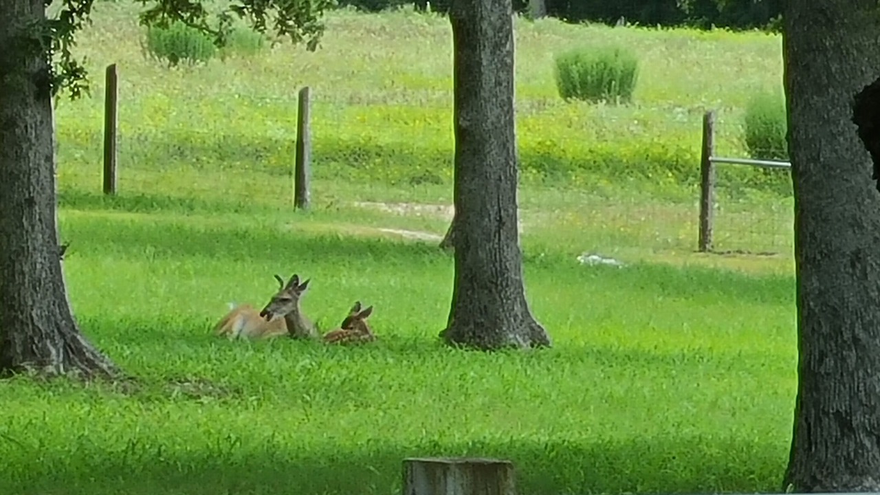 Photo of Outdoor in Lee County