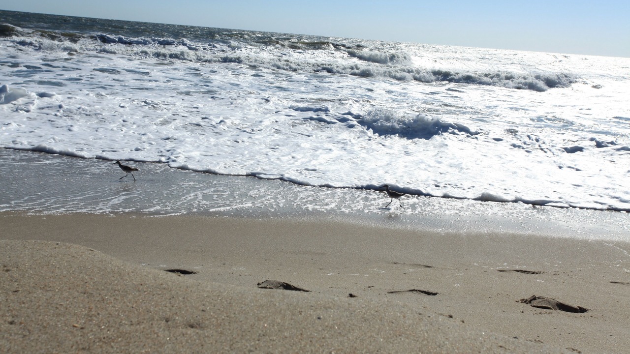 Photo of Others in North Carolina Coast
