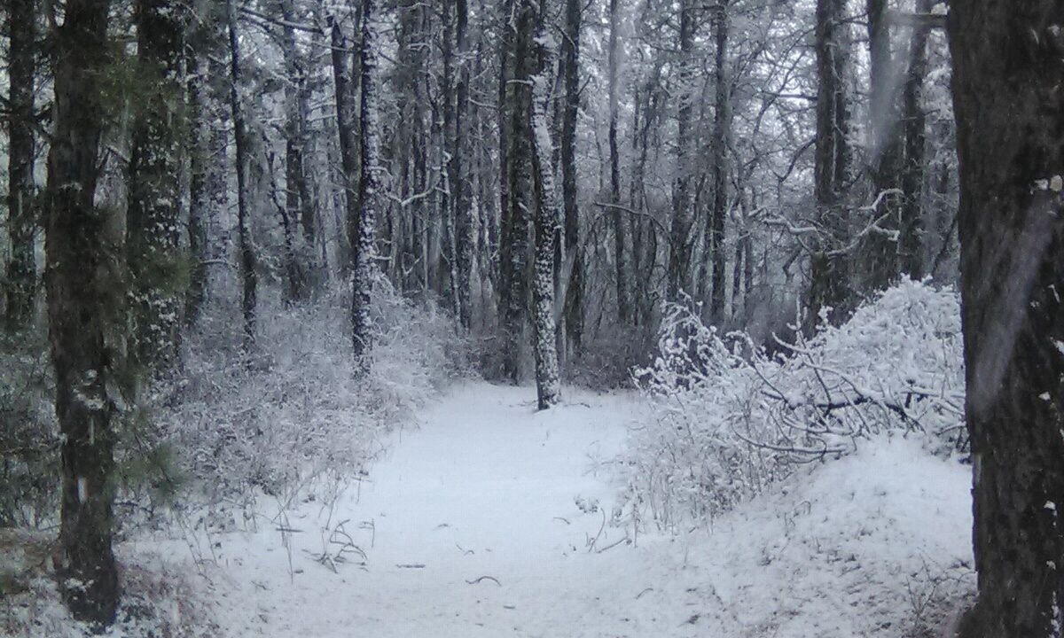 Photo of Others in Woodland