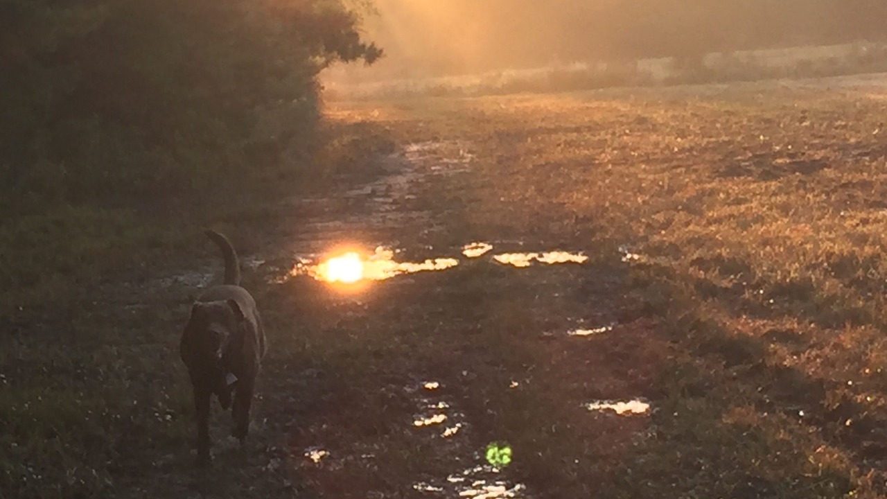 Photo of Others in Woodland