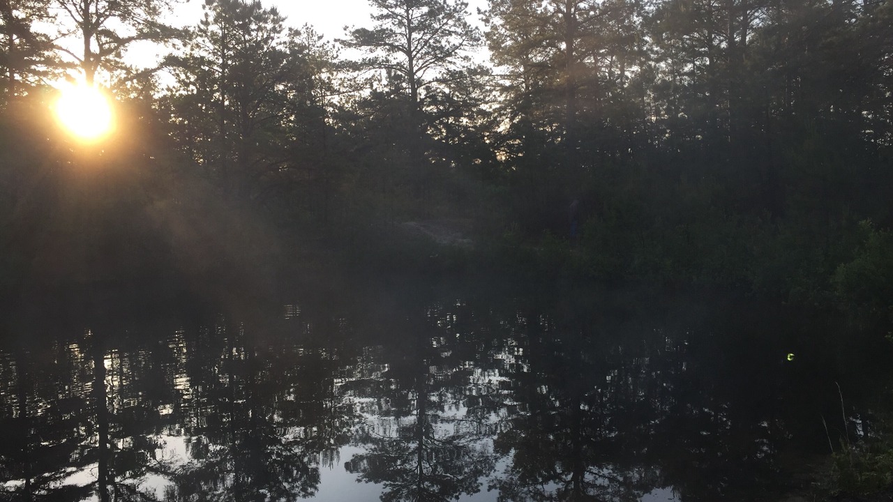 Photo of Others in Woodland