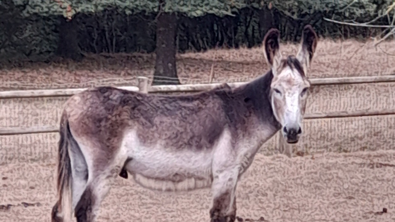 Photo of Others in La Boissiere-de-Montaigu