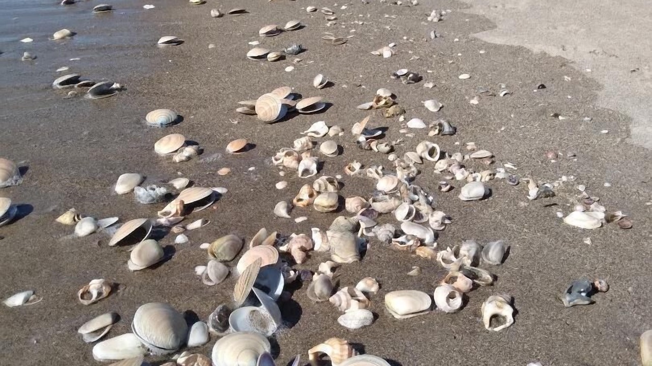 Photo of Others in Papamoa Beach
