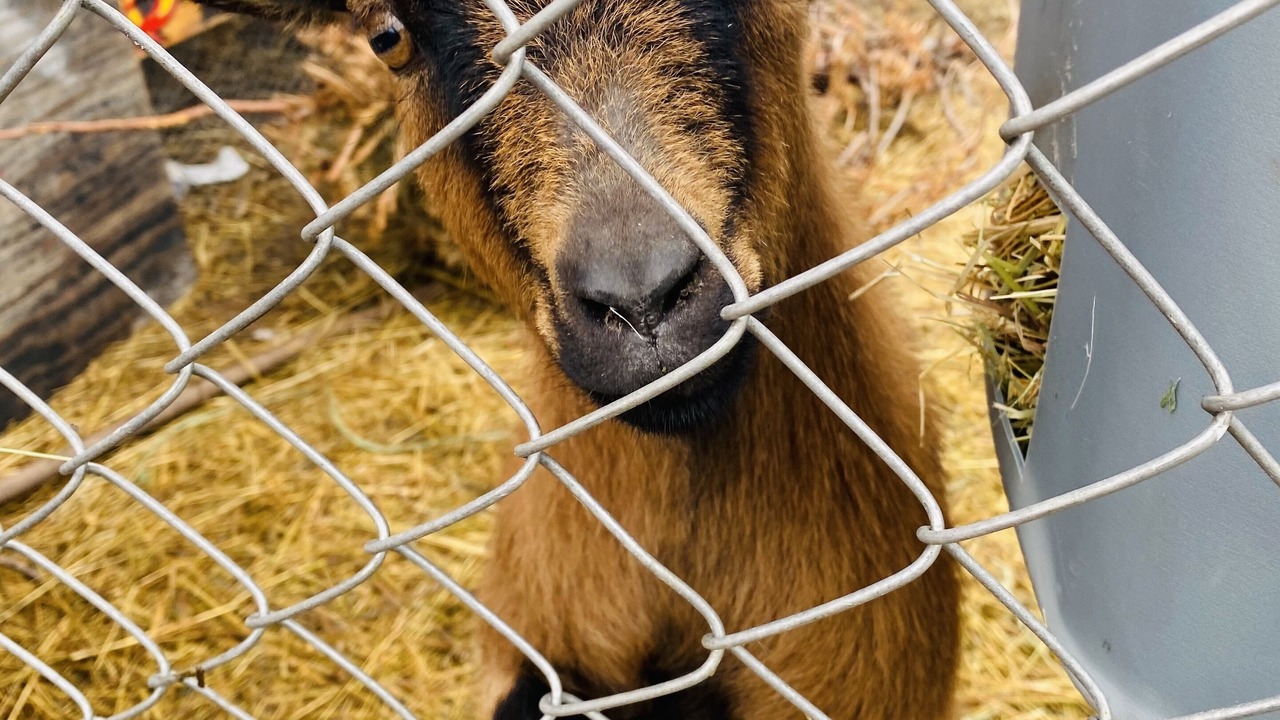 Photo of Others in Lyons