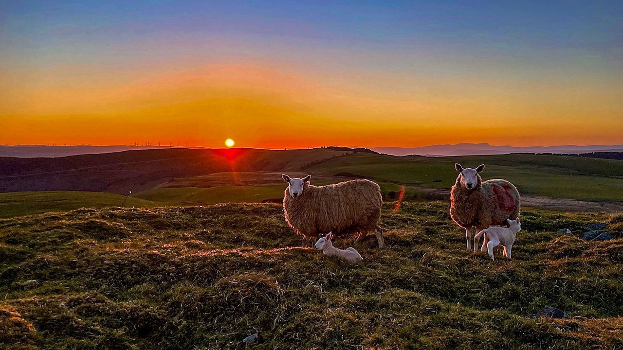 Photo of Others in Caersws