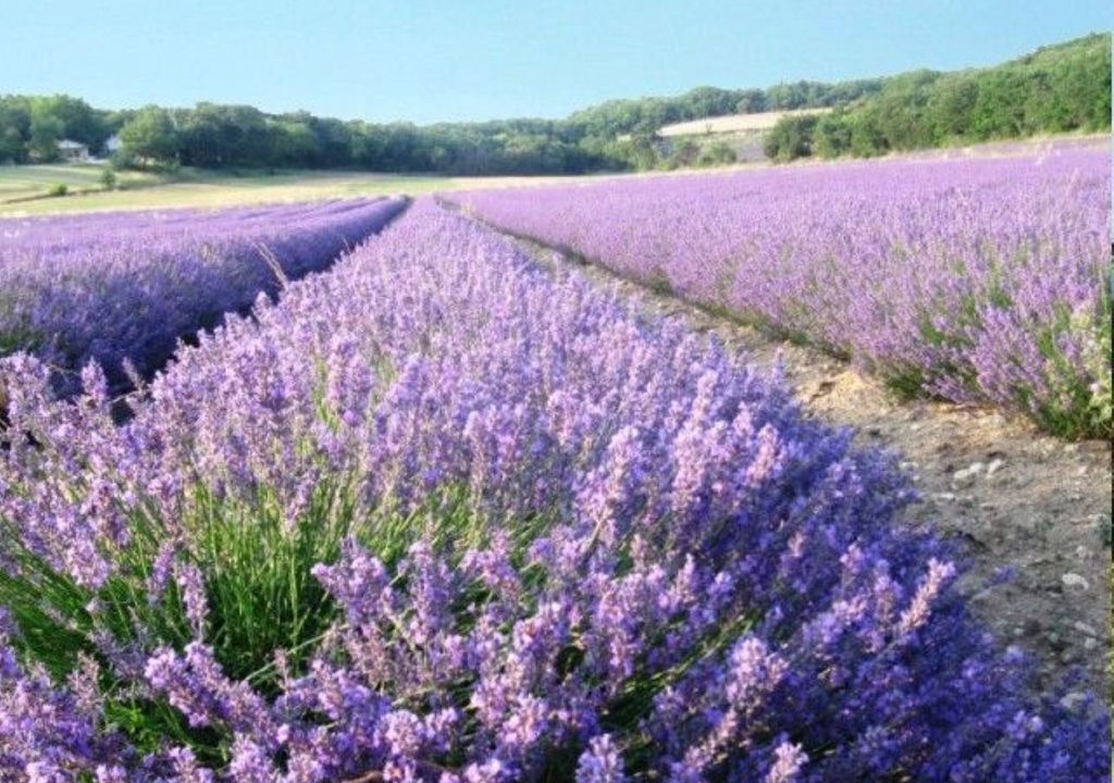 Photo of Outdoor in Reauville