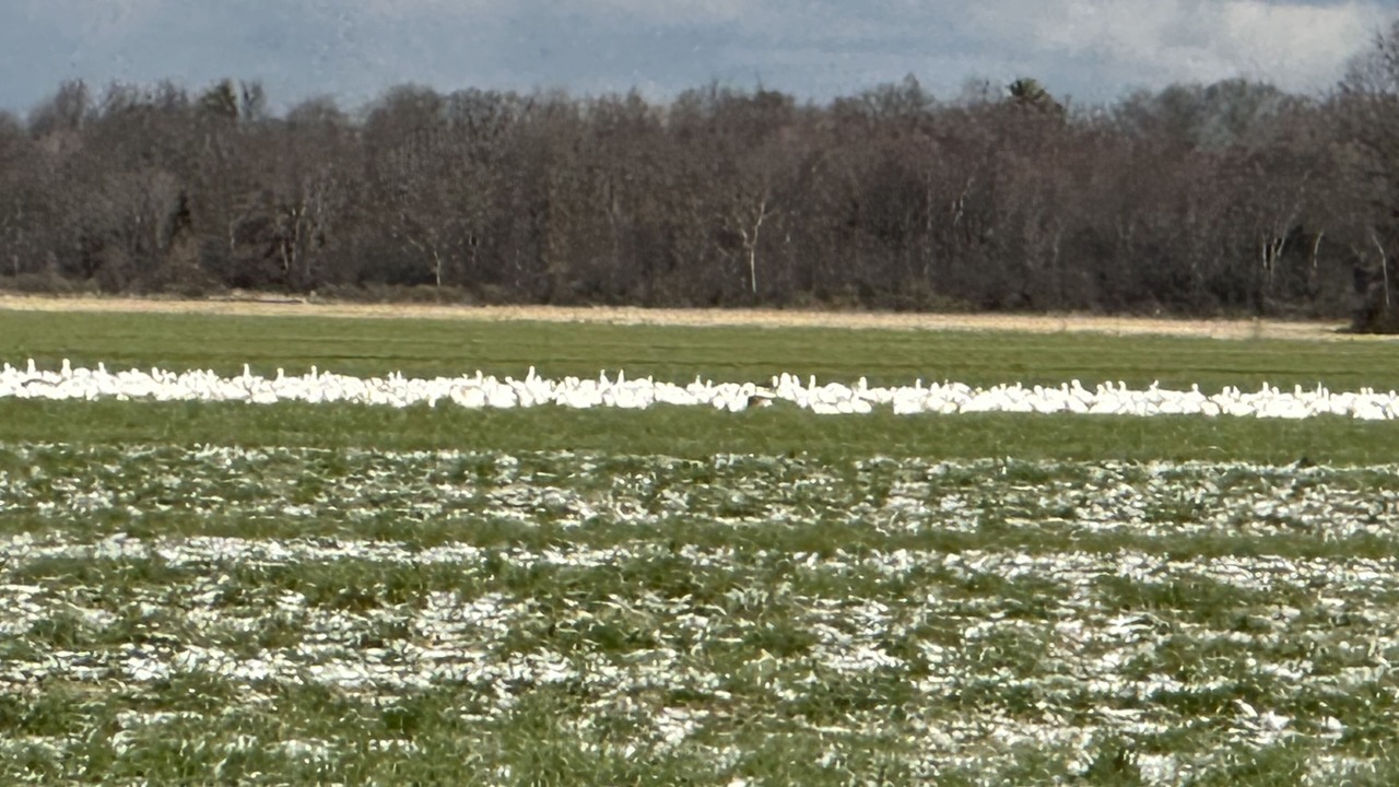 Photo of Others in Middlebury