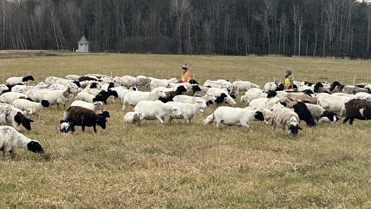 Photo of Others in Middlebury