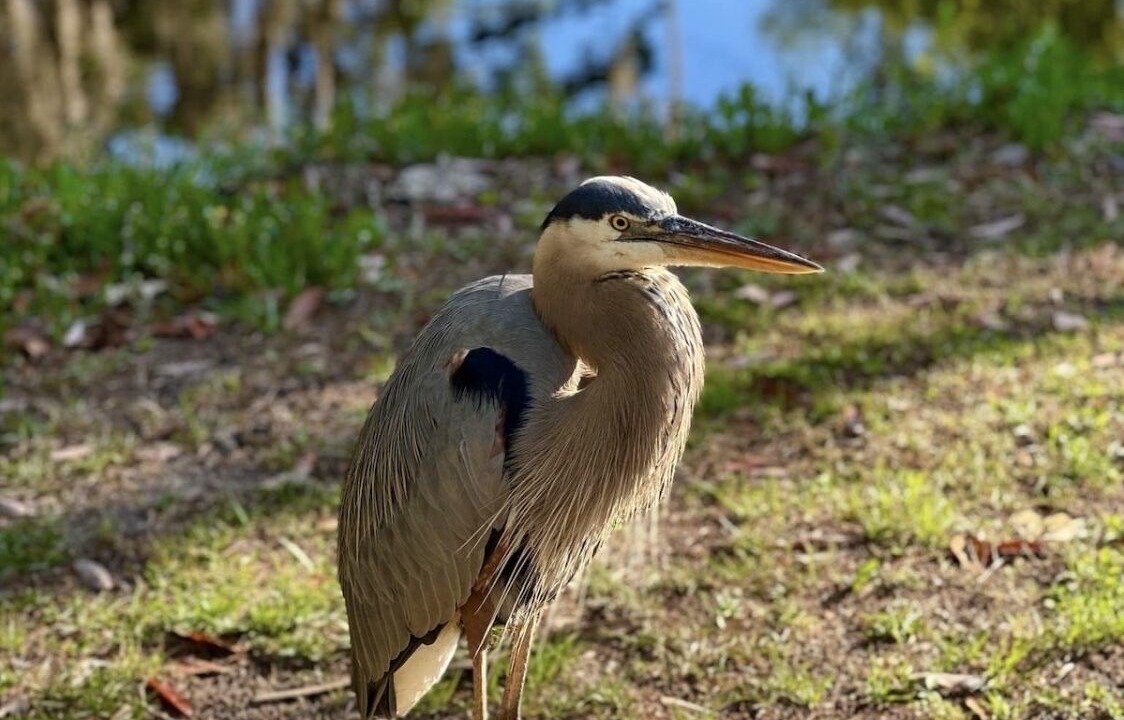 Photo of Others in Homosassa