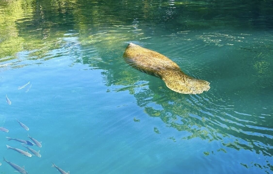 Photo of Outdoor in Homosassa