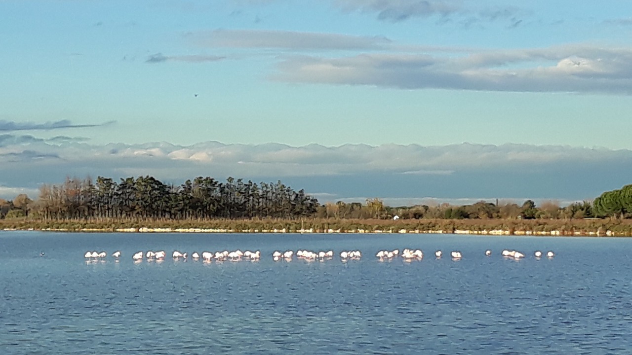 Photo of Others in Aigues-Mortes