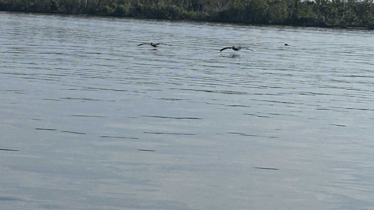 Photo of Others in Gulf Cove