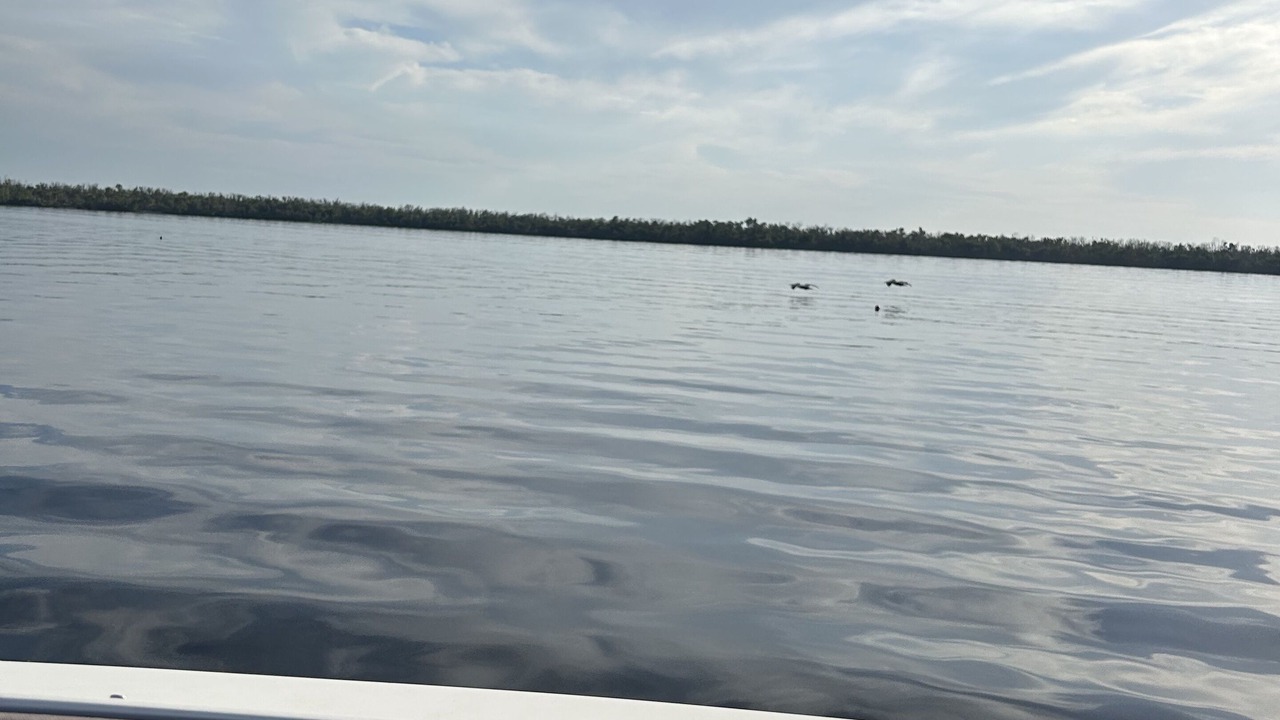 Photo of Others in Gulf Cove