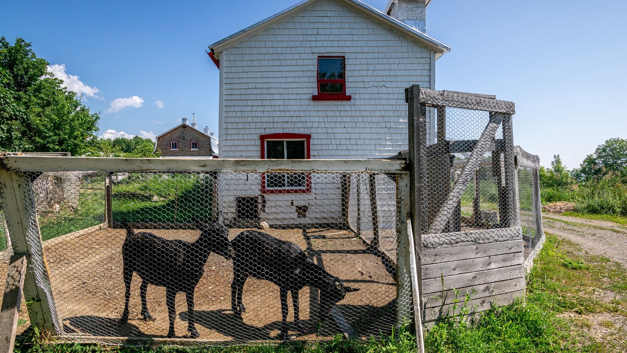 Photo of Outdoor in St-Francois-de-l'Ile-d'Orleans