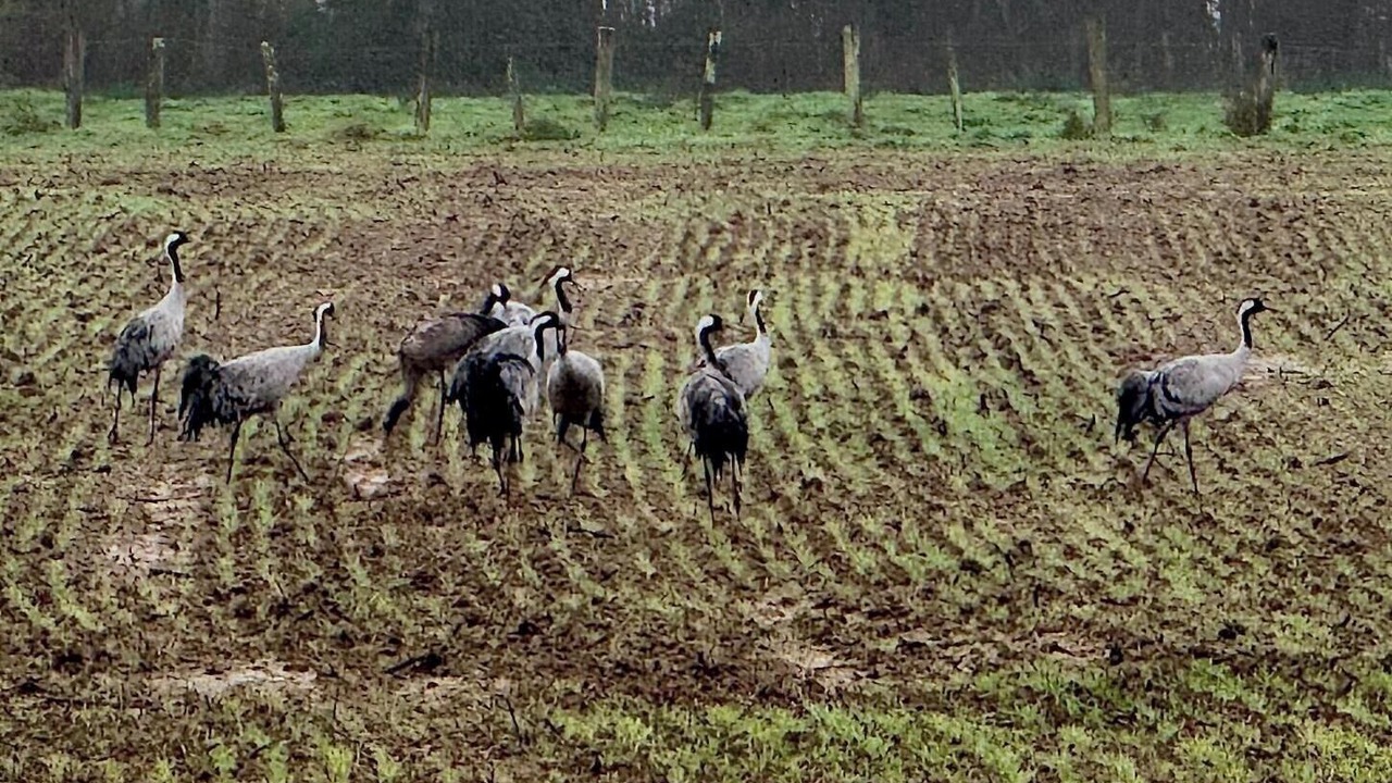 Photo of Others in Lentilles