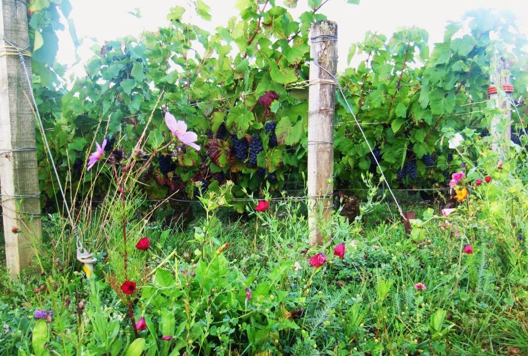 Photo of Outdoor in Noe-les-Mallets