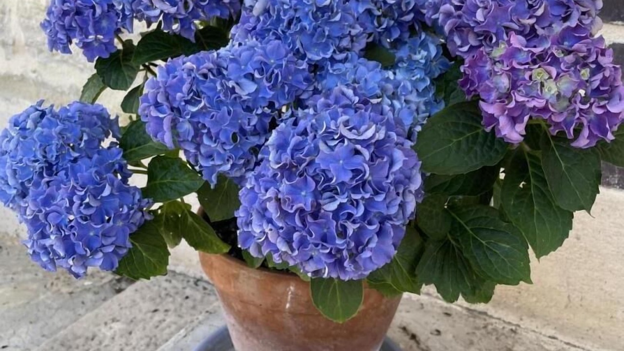 Photo of Others in Balnot-sur-Laignes