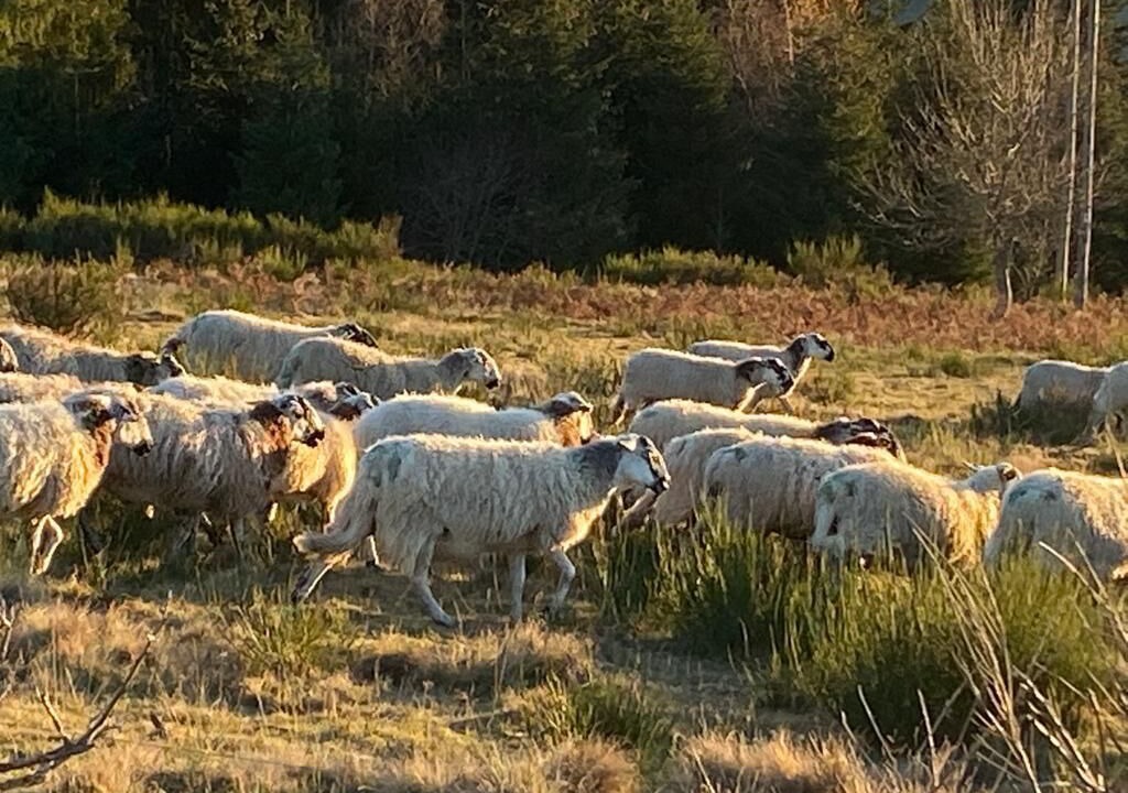 Photo of Outdoor in Murat-le-Quaire