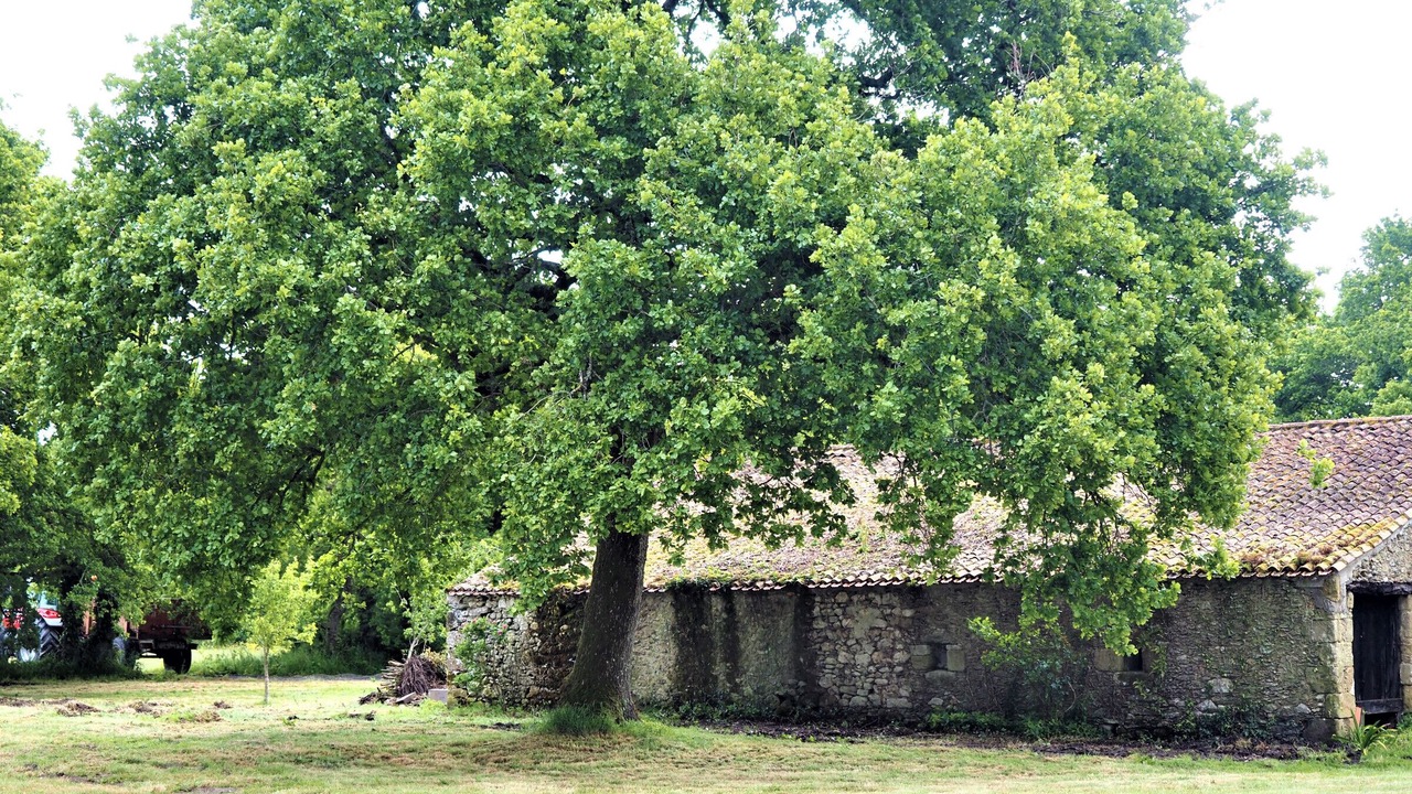 Photo of Outdoor in Sallertaine