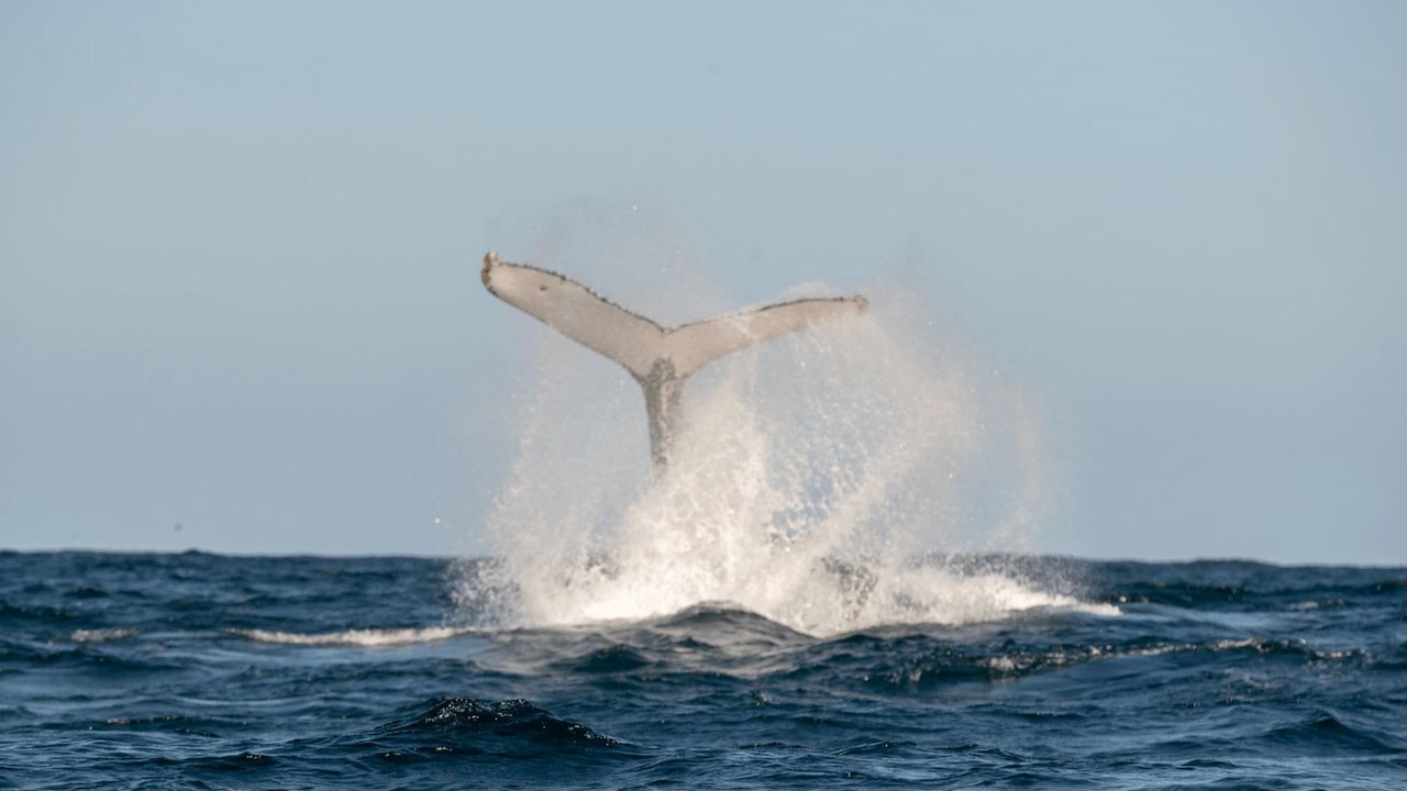 Photo of Others in Erowal Bay