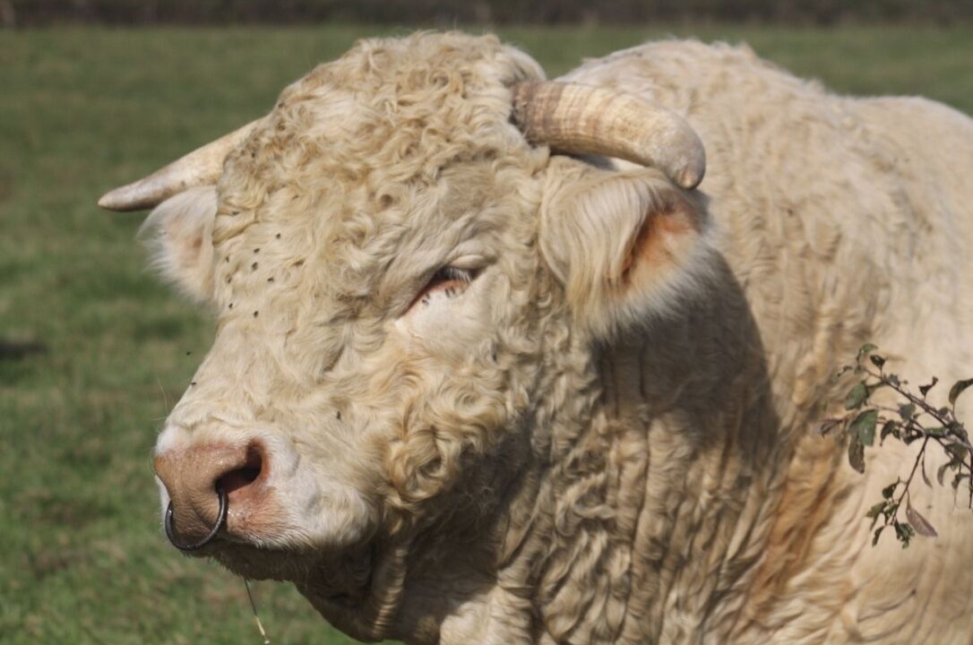 Photo of Others in Saint-Ythaire