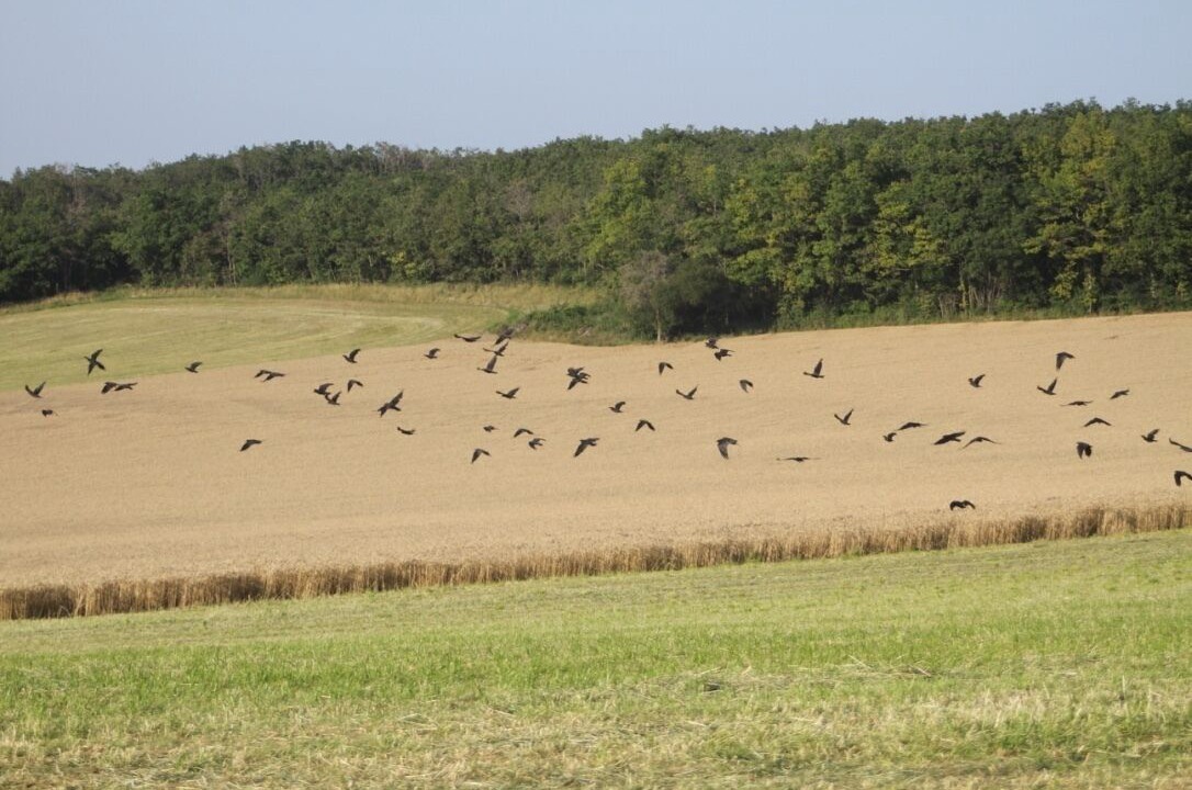Photo of Others in Saint-Ythaire