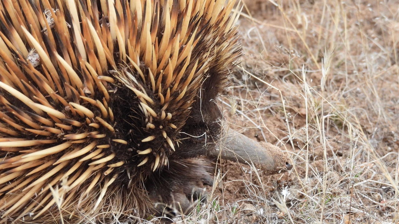 Photo of Others in Seddon